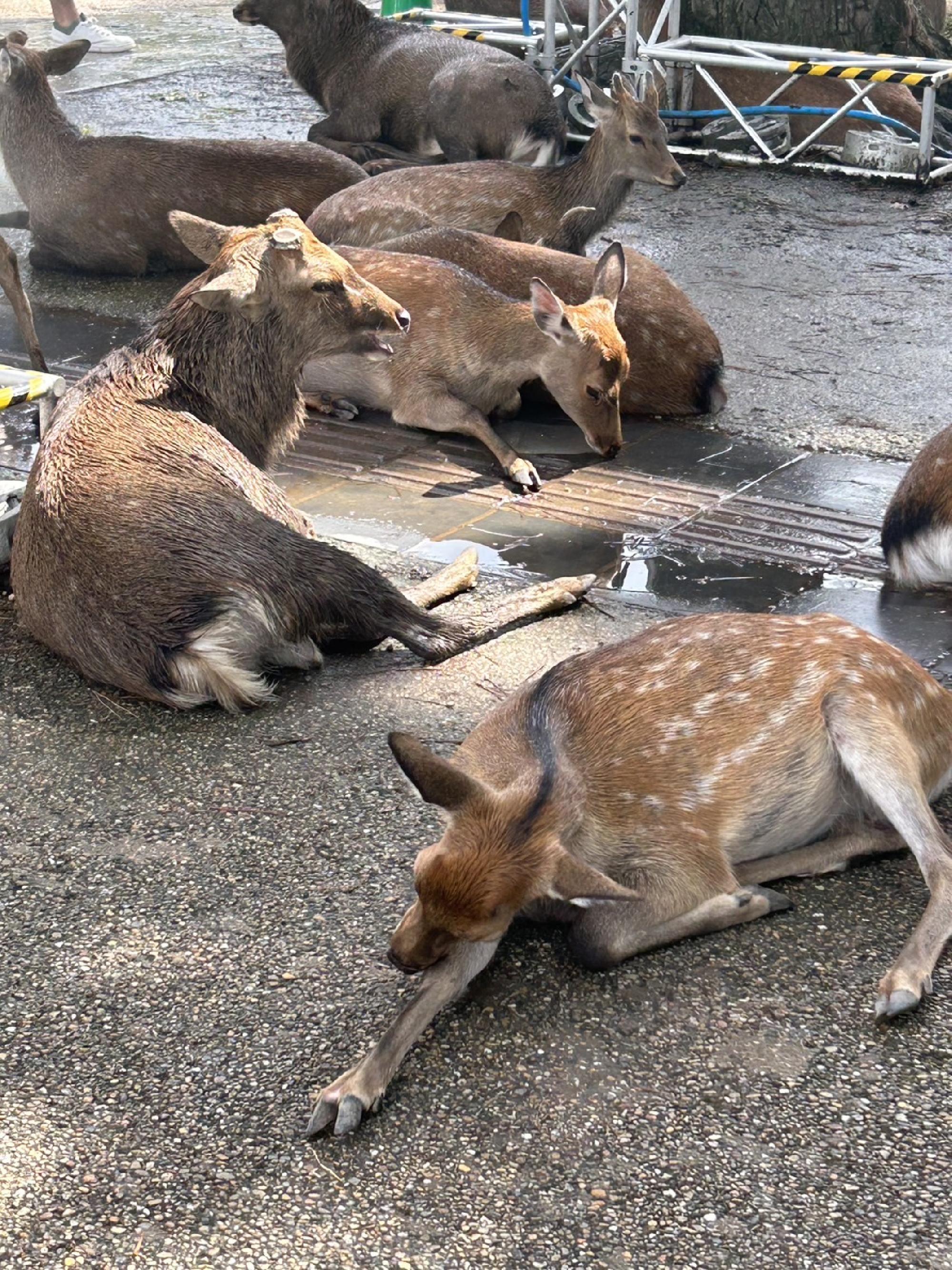 奈良公園の鹿_画像